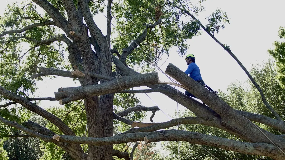 Professional Hazardous Tree Removal performed by certified arborists in Duke