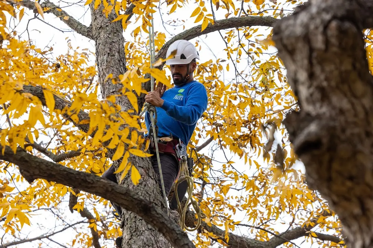 Skilled Tree Disease Treatment crew working in Duke